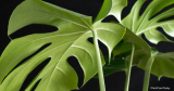 Hoe vaak groeien Monstera nieuwe bladeren?