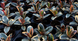 Ficus Elastica Tineke versus Ruby: verschillen en overeenkomsten