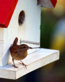 De verscheidenheid aan vogelhuisjes: welke past het best in jouw tuin?