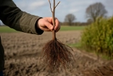 Wortelgoed van Maasplant: Alles wat je moet weten voor een succesvolle aanplant
