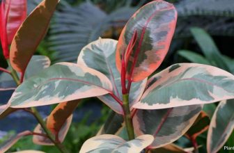 Bladeren van rubberplanten hangen af: oorzaken en oplossingen