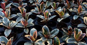 Ficus Elastica Tineke versus Ruby: verschillen en overeenkomsten