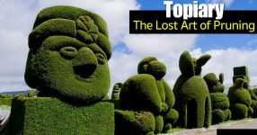 Topiary bomen en struiken – De verloren kunst van snoeien en snoeien –